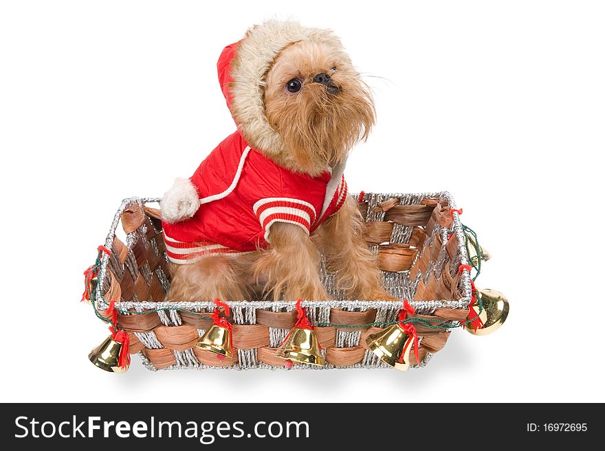 The doggie Griffon Bruxellois  in a New Year's basket