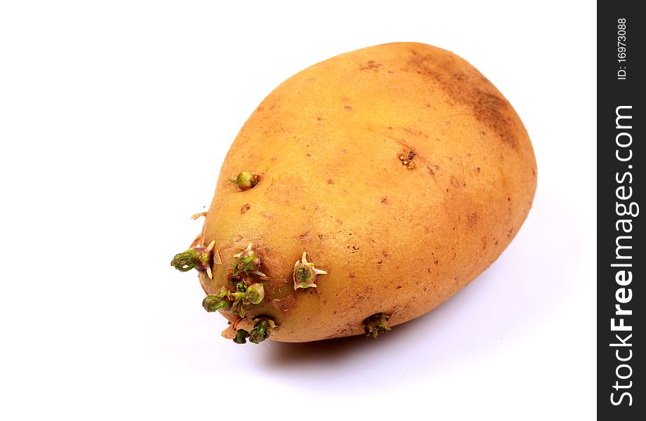 Raw potato isolated on white background.