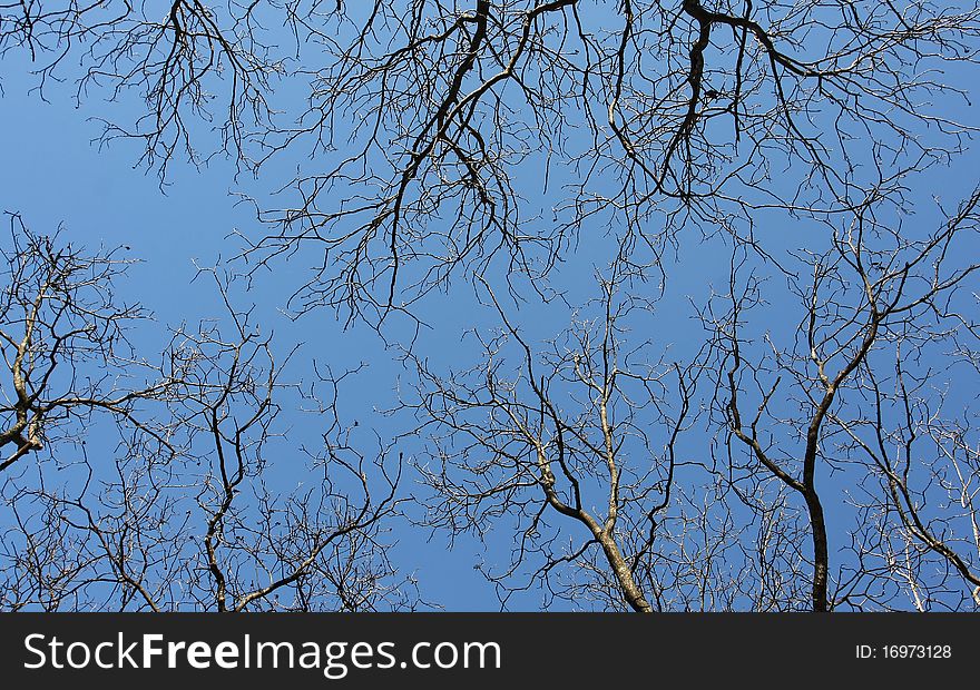 Tree tops in winter and blue sky