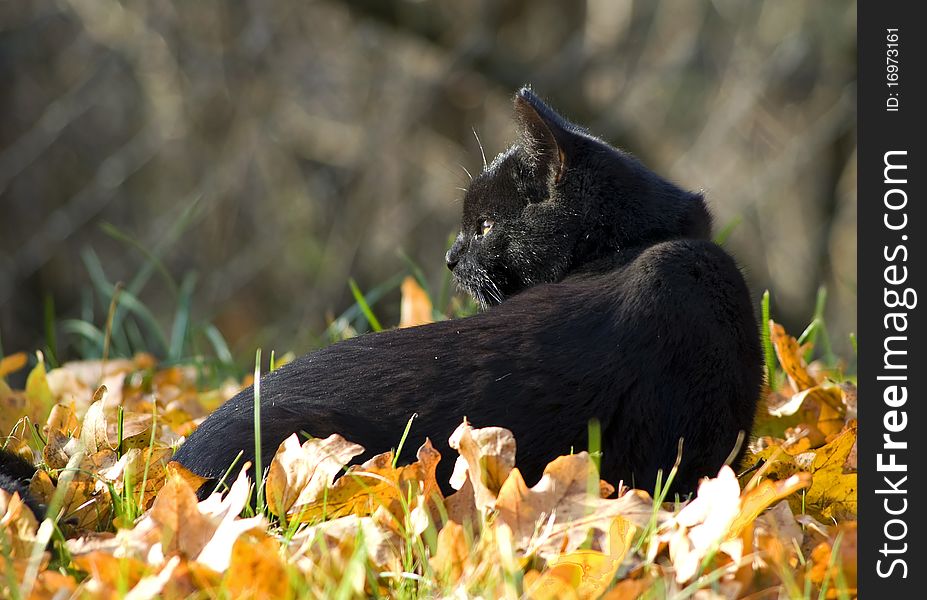 Black cat with autumn leaves