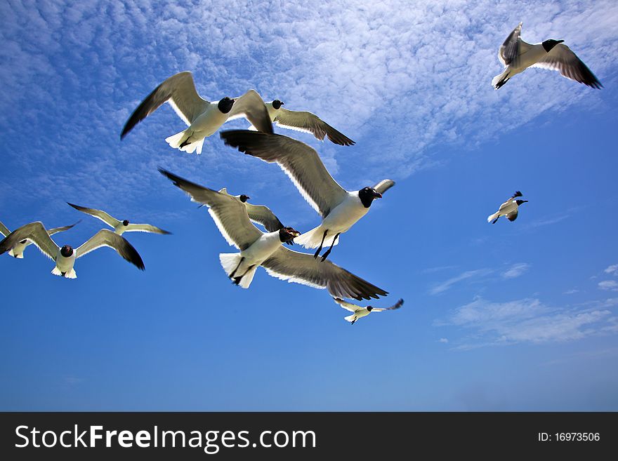 Seagull is flying over the ocean in blue sky