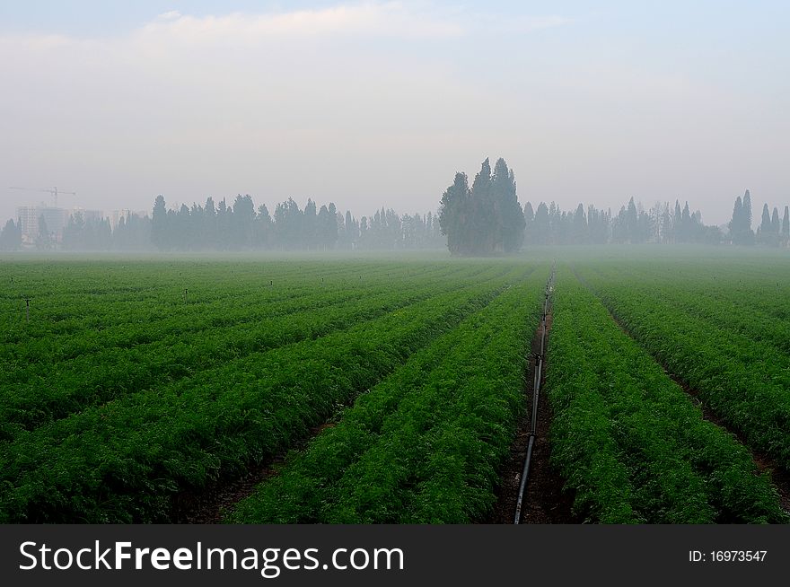 Field carrots with pipe for irrigation in matutinal mist. Field carrots with pipe for irrigation in matutinal mist