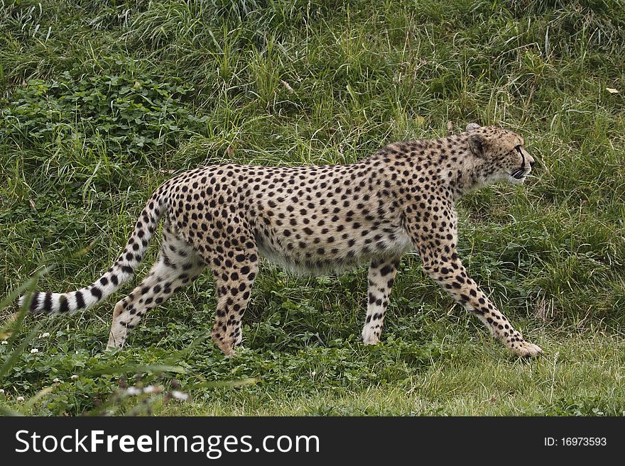 The cheetah (Acinonyx jubatus) is an atypical member of the cat family (Felidae) that is unique in its speed, while lacking strong climbing abilities. The species is the only living member of the genus Acinonyx. It is the fastest land animal, reaching speeds between 112 and 120 km/h (70 and 75 mph).