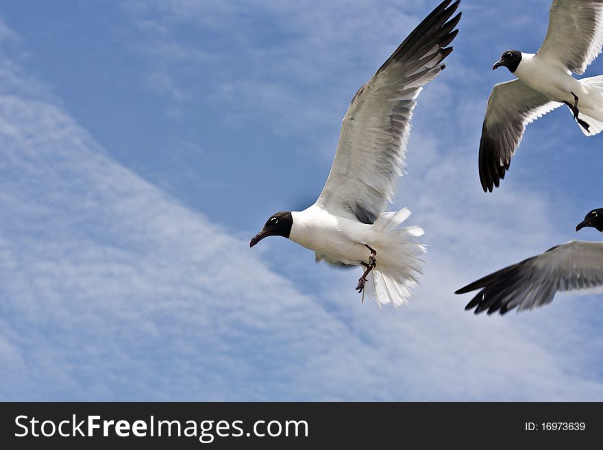 Seagull is flying over the ocean in blue sky