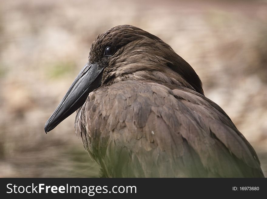 The Hamerkop (Scopus umbretta), also known as Hammerkop,Hammerkopf, Hammerhead, Hammerhead Stork, Umbrette, Umber Bird, Tufted Umber, or Anvilhead, is a medium-sized wading bird.