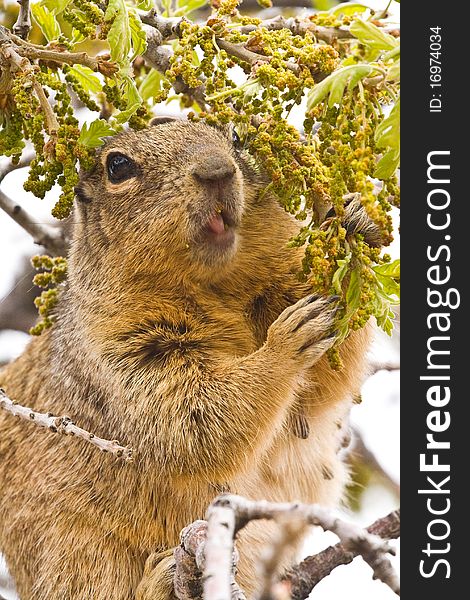 Close up of hungry Squirrel having a snack in the tree. Close up of hungry Squirrel having a snack in the tree