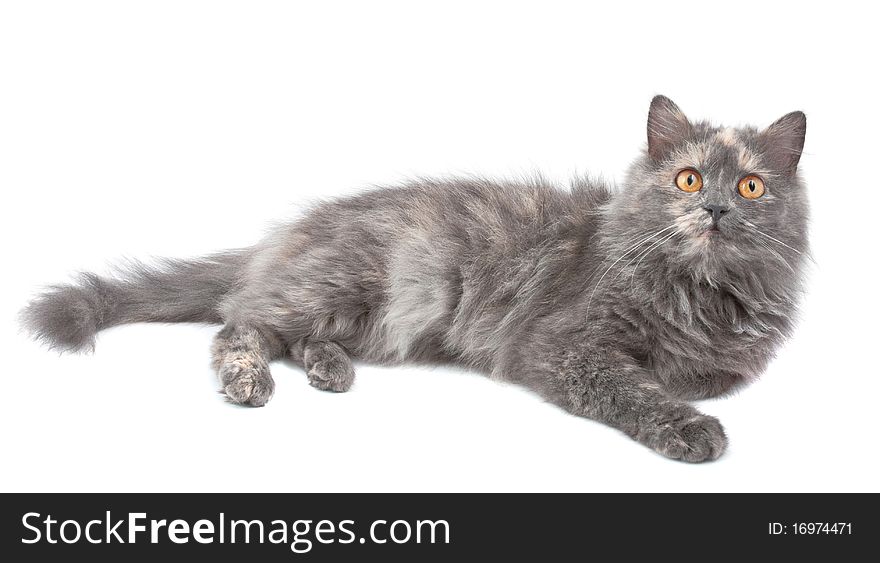 Cat on a white background. Isolated. Cat on a white background. Isolated.