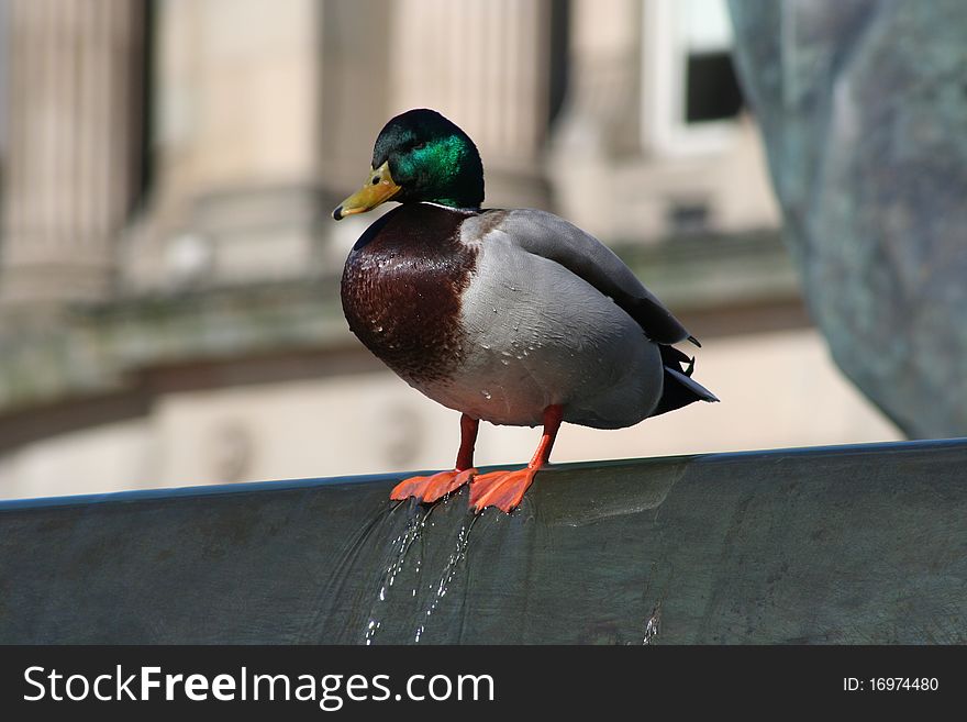 Urban duck on the edge in Birmingham