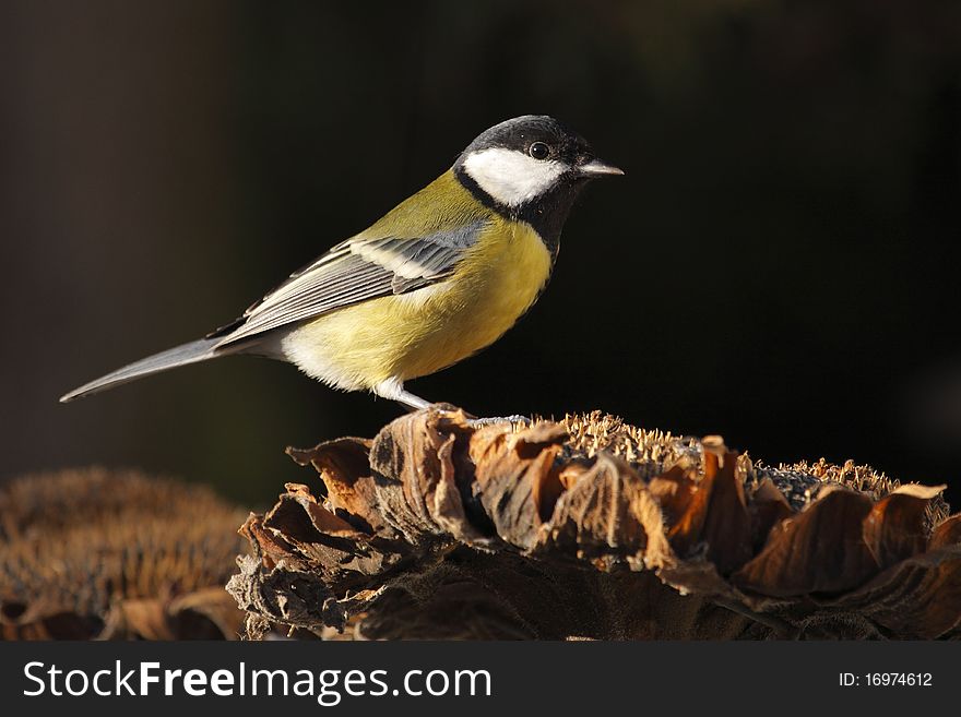 Great tit on sunflower