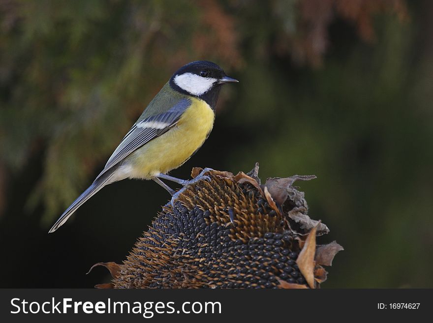The Great Tit (Parus major) is a passerine bird in the tit family Paridae. It is a widespread and common species throughout Europe, the Middle East, Central and Northern Asia, and parts of North Africa in any sort of woodland.