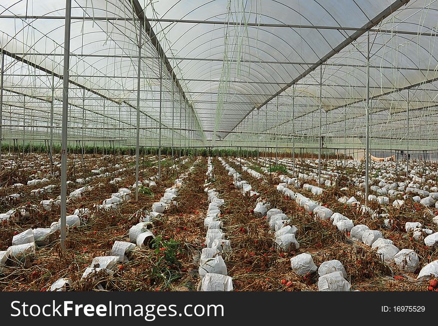 Photo show vegetable farm after harvest.