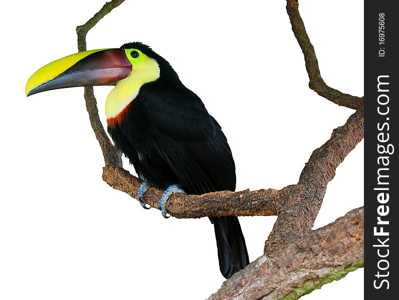 Toucan and tree isolated on white background. Toucan and tree isolated on white background