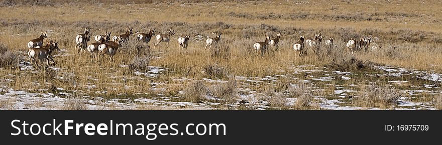 A herd of antelope running away
