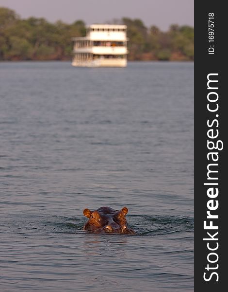 A hippo in the foreground, with a river cruise boat in the background. A hippo in the foreground, with a river cruise boat in the background