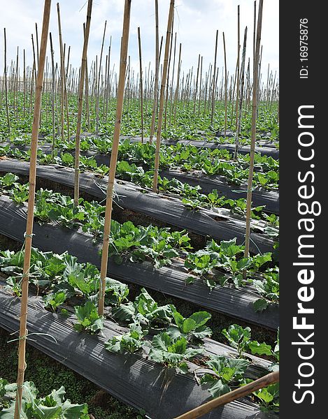 A cabbage farm in Cameron Highland,Malaysia. A cabbage farm in Cameron Highland,Malaysia.