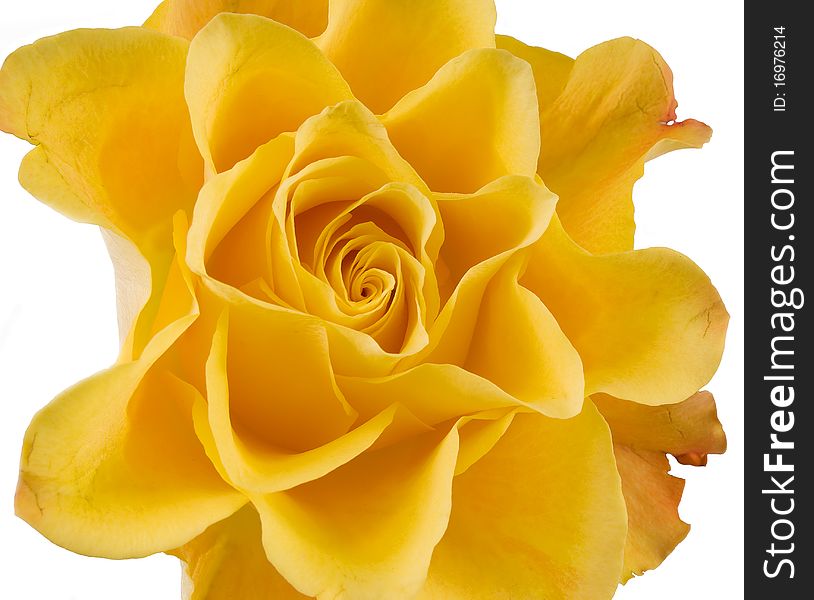 Clouse Up Of Yellow Rose