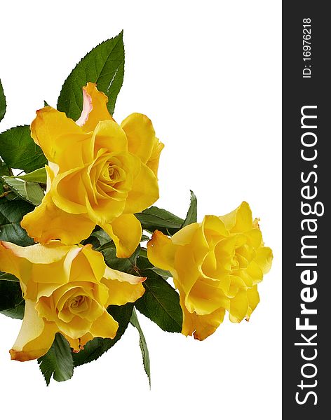 Three yellow roses isolated on the white background