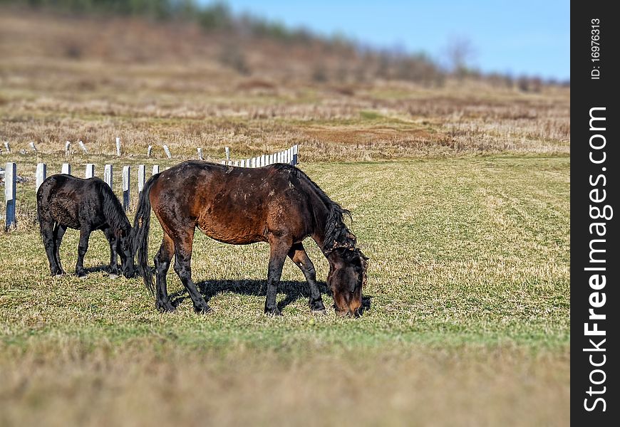 Two poor skinny horses, countryside