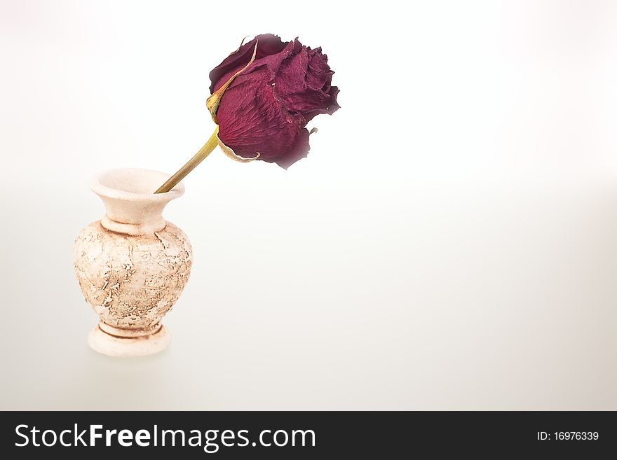 Withering rose in a jug on a white background