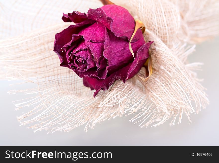 Withering rose on rough material