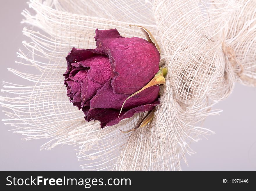 Withering rose on rough material
