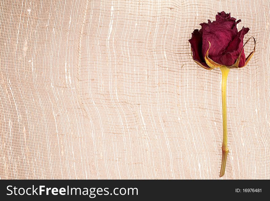 Withering rose on rough material