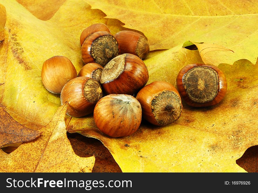 Ripe hazelnuts on autumn leafs