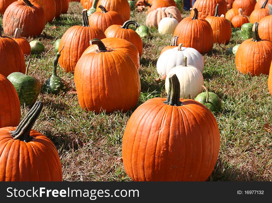 Lots of pumpkins in the pumpkin patch.