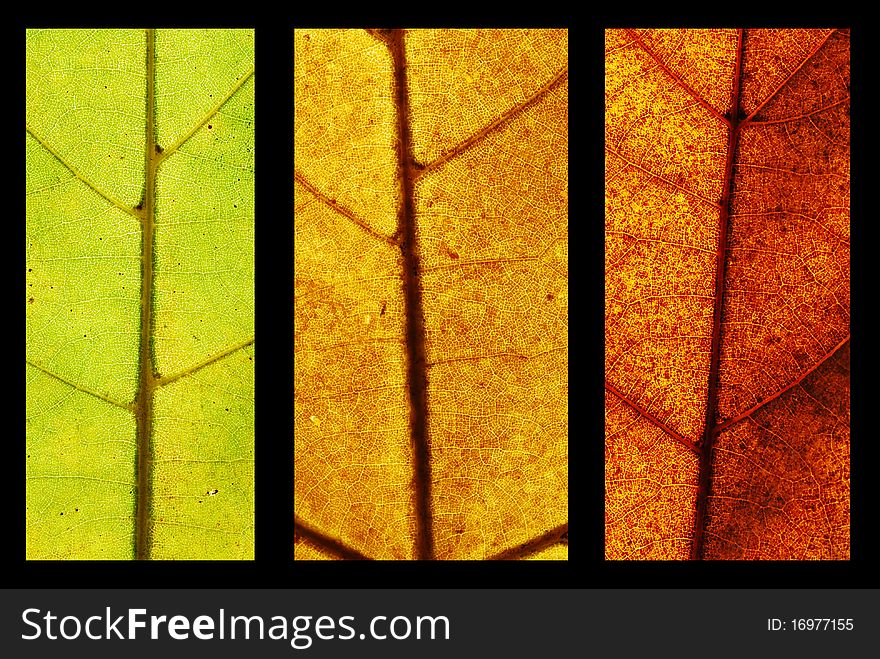 Green, yellow and red leaf collage. Green, yellow and red leaf collage