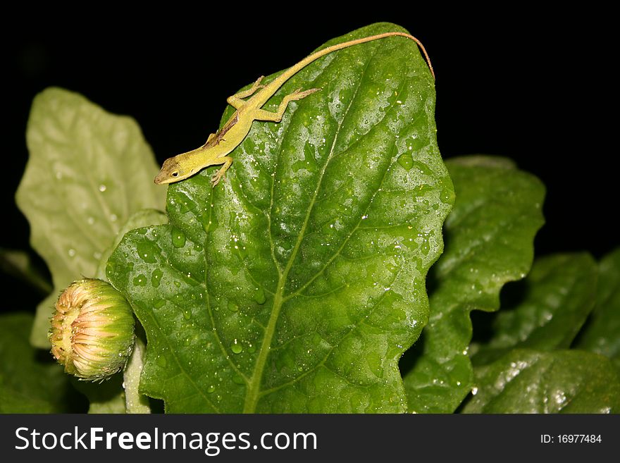 Green Anole Lizard On A Large Wet Leaf