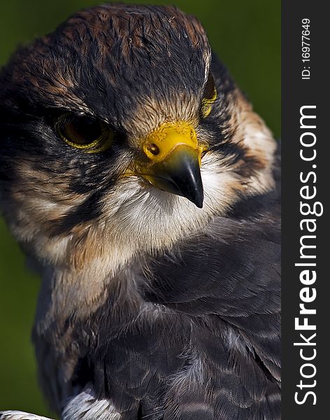 Photo of a Lanner Falcon (Falco biarmicus), a bird of prey native to Africa, southeast Europe and into Asia.