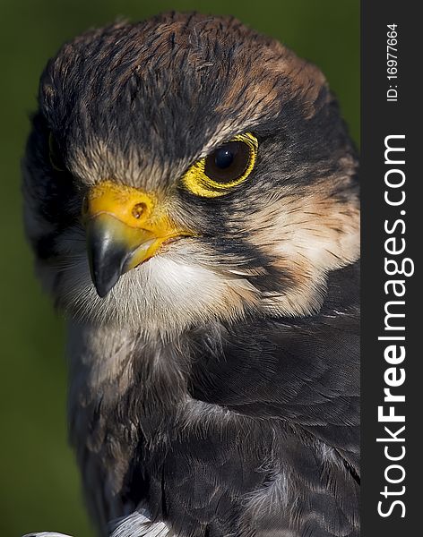 Photo of a Lanner Falcon (Falco biarmicus), a bird of prey native to Africa, southeast Europe and into Asia.