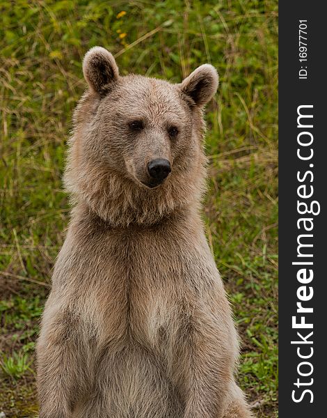 Brown Bear portrait in nature