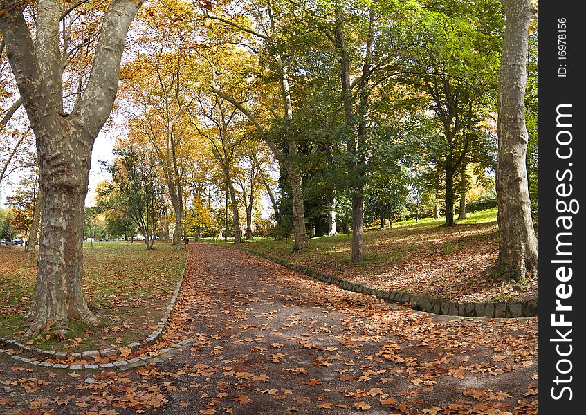 Trees and path covered with outumn leaves in a public park outdoor scene. Trees and path covered with outumn leaves in a public park outdoor scene