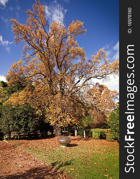 Autumn scene of big tree in a garden with orange leaves contrasting against a deep blue sky. Autumn scene of big tree in a garden with orange leaves contrasting against a deep blue sky