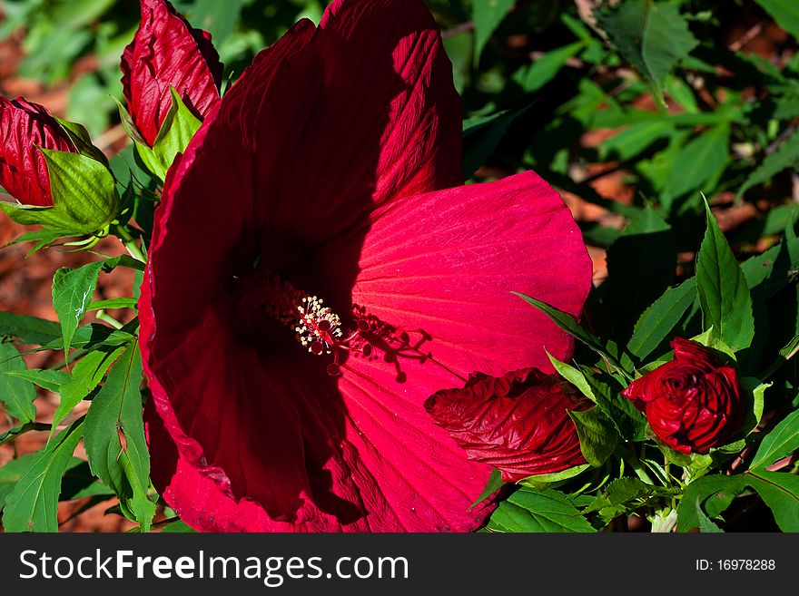 Hibiscus bloom, partly in shadow. Hibiscus bloom, partly in shadow