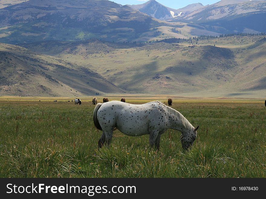 Horse grazing in the meadow with mountain backdrop