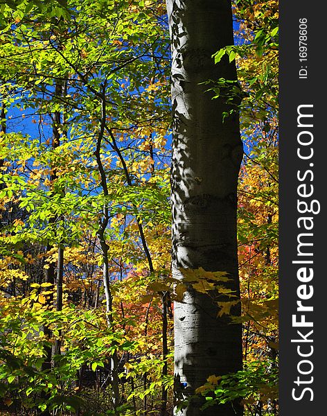 A tall maple tree surrounded by coloured leaves.