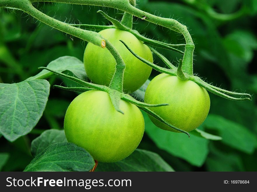 Tomatoes growing in the garden