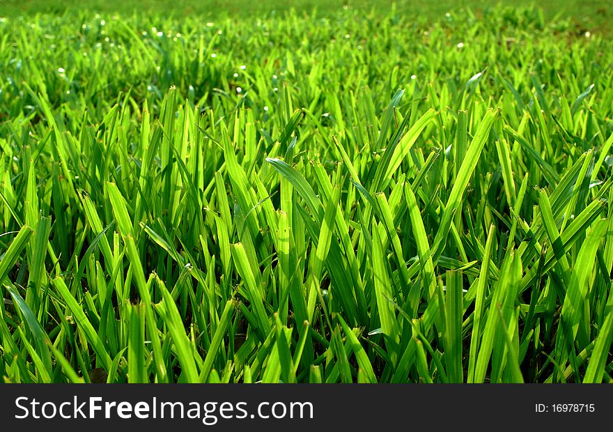 Natural green field grass fresh