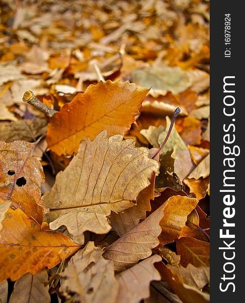 Background texture of autumn leaves. Background texture of autumn leaves.