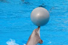 Bottlenose Dolphin Stock Photography Bottlenose Dolphin Stock Photography