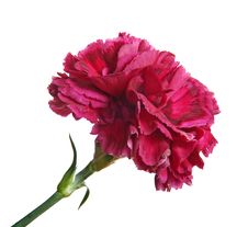 Red Carnation Isolated Royalty Free Stock Photography Red Carnation Isolated Royalty Free Stock Photography