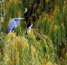 Great Blue Heron In A Tree Stock Photography