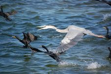 Great Blue Heron Stock Photos