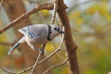 Blue Jay, Cyanocitta Cristata Royalty Free Stock Images Blue Jay, Cyanocitta Cristata Royalty Free Stock Images