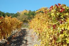 Autumn Vineyard In Crimea,Ukraine Royalty Free Stock Photography Autumn Vineyard In Crimea,Ukraine Royalty Free Stock Photography