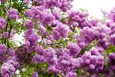 Bunch Of Violet Lilac Stock Photography Bunch Of Violet Lilac Stock Photography