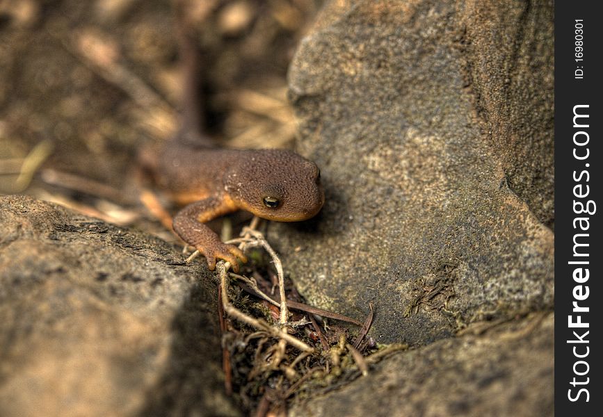 A brown and orange rough skinned newt