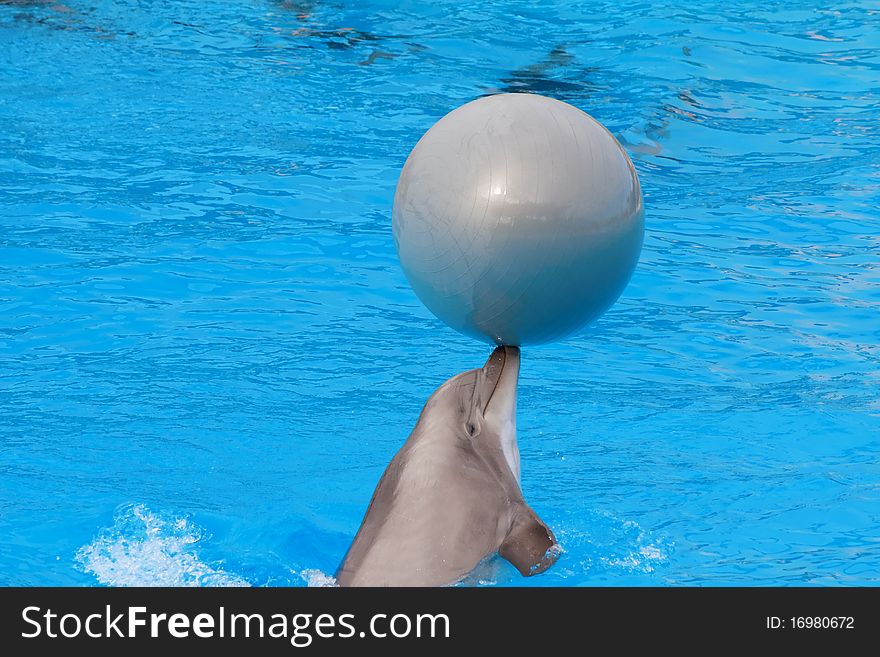 Bottlenose dolphin playing with the ball in the aquarium